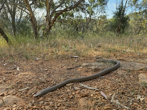 Eastern Brown Snake sighting