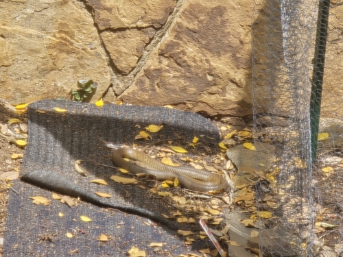 Eastern Brown Snake sighting