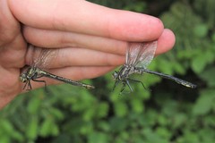 Phanogomphus descriptus