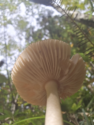 Amanita fulva
