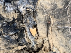 Uresiphita reversalis