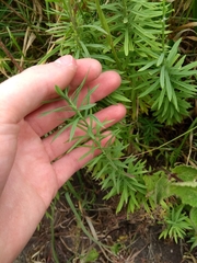 Angiospermae