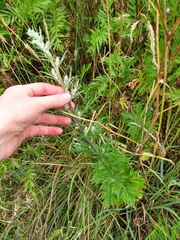 Angiospermae