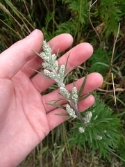 Angiospermae