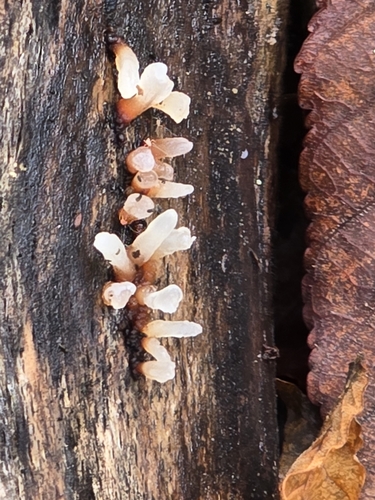 Holtermannia corniformis