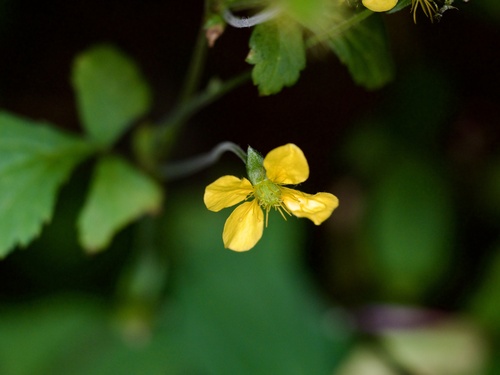Asian herb bennet (Geum japonicum)