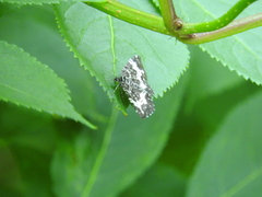 Rheumaptera hastata