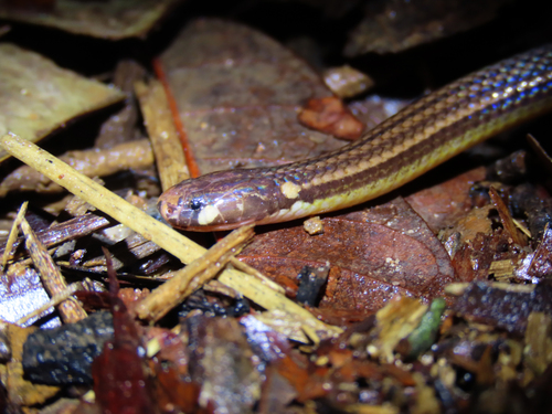 Photo of a Pará Blackhead (Apostolepis nigrolineata)