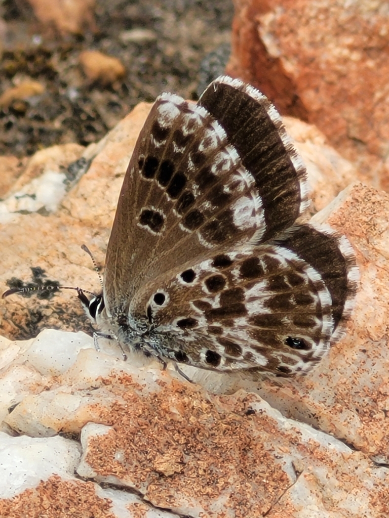 Robertson Blue