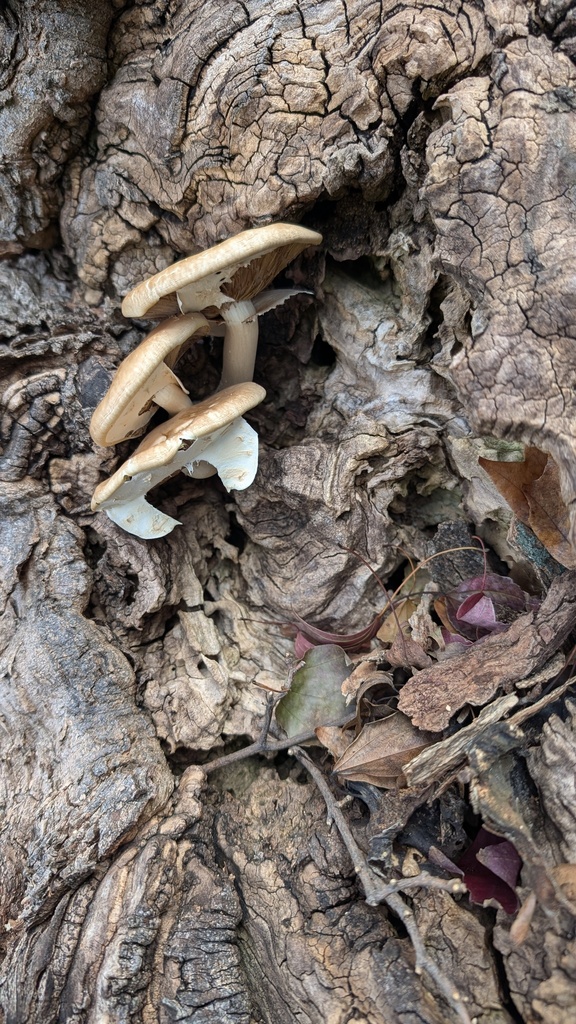 Cyclocybe cylindracea · October 2024 · photo: © atsushi_nakajima_cirque (iNaturalist, cc-by)