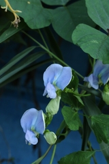 Psophocarpus tetragonolobus, photograph author not stated, no rights reserved