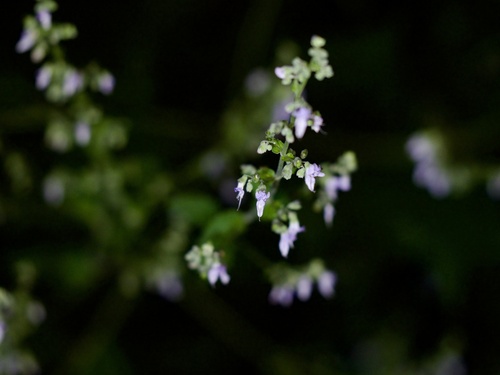 Image of Isodon japonicus by (c) りなべる, some rights reserved (CC BY)