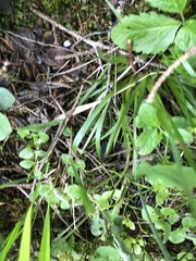 Tofieldia calyculata