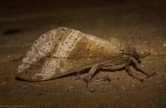 Oxycanus