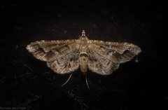 Merodictya marmorata