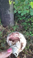 Agaricus bitorquis