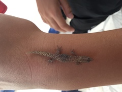 Sphaerodactylus