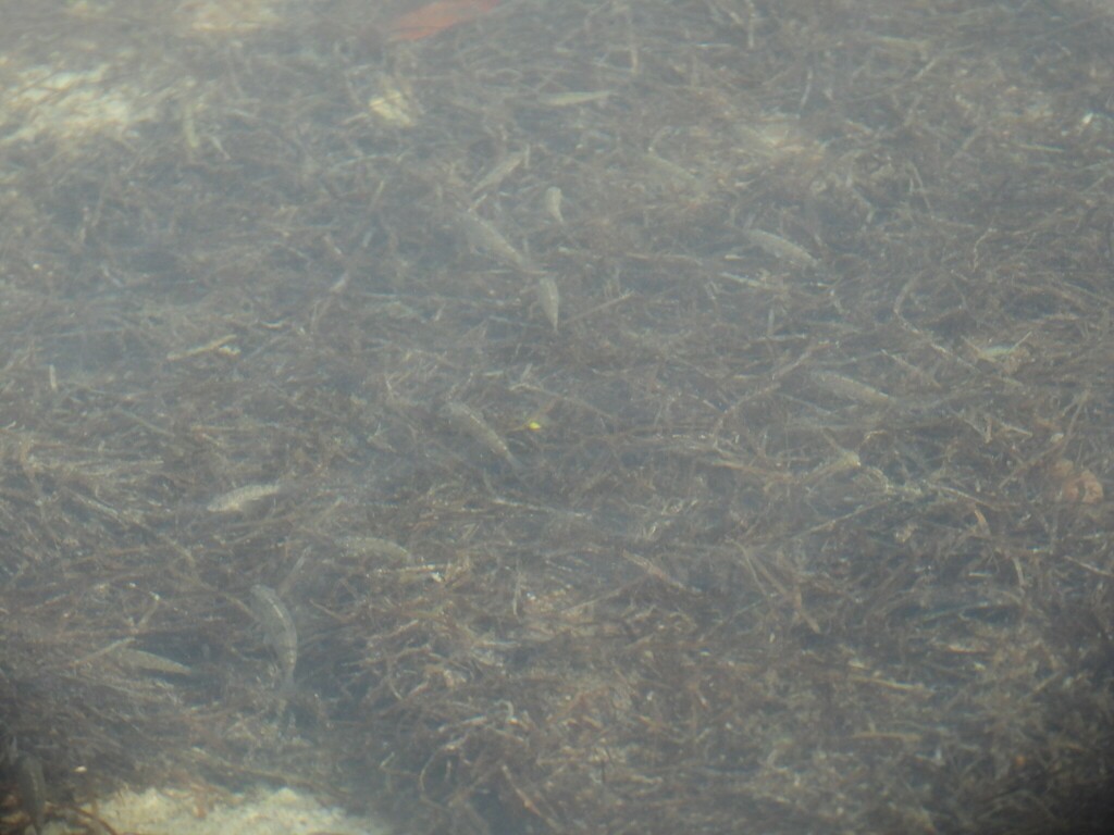 Yucatan pupfish (Cyprinodon artifrons) — Cyprinodontidae