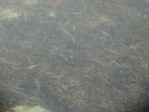 Yucatan pupfish (Cyprinodon artifrons) — Cyprinodontidae