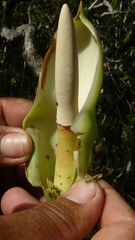 Philodendron pedatum