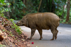 Sus scrofa vittatus