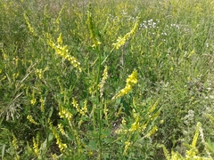 Melilotus suaveolens