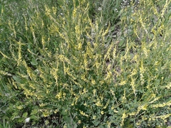 Melilotus suaveolens