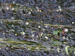 Ranunculus fluitans