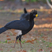 Bare-faced Curassow - Photo (c) Christoph Moning, some rights reserved (CC BY), uploaded by Christoph Moning