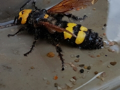 Megascolia maculata flavifrons