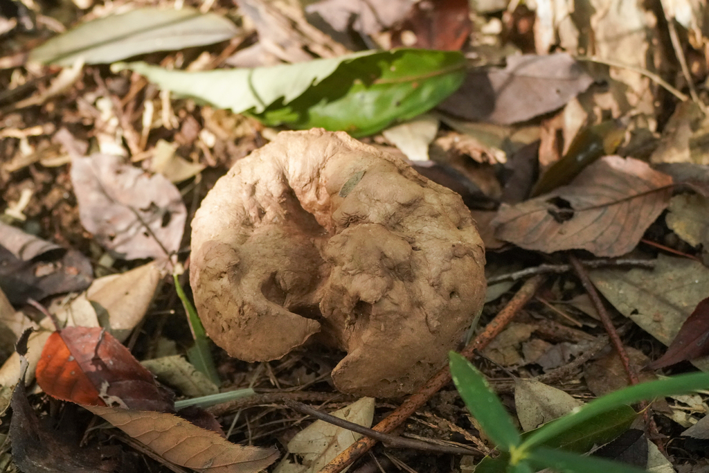 Calvatia craniiformis · October 2024 · photo: © tbc_watanabe (iNaturalist, cc-by)