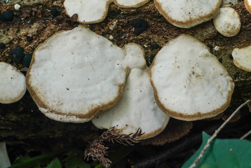 Trametes orientalis · October 2024 · photo: © tbc_watanabe (iNaturalist, cc-by)