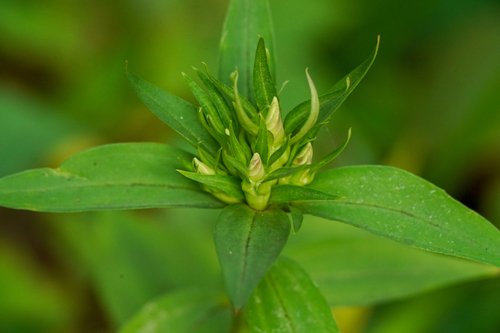Image of Gentiana scabra by (c) WATANABE Hitoshi 渡辺仁, some rights reserved (CC BY)