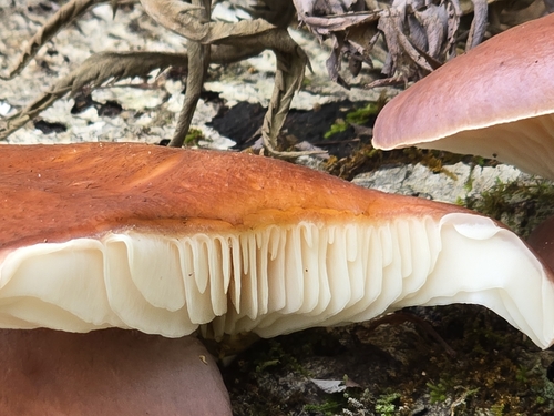Omphalotus japonicus