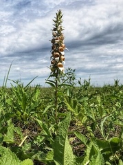 Digitalis lanata