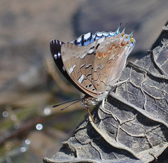 Charaxes guderiana guderiana