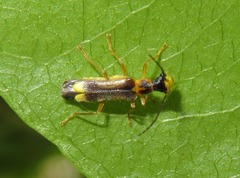 Malthinus flaveolus