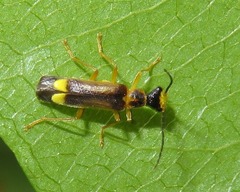 Malthinus flaveolus
