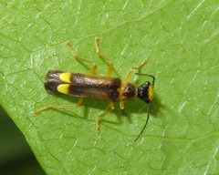 Malthinus flaveolus