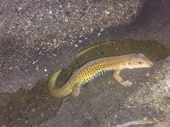 Aspidoscelis angusticeps angusticeps