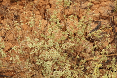 Atriplex cana