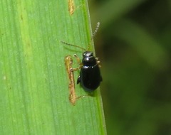 Aphthona nonstriata