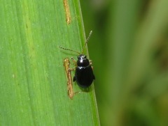Aphthona nonstriata