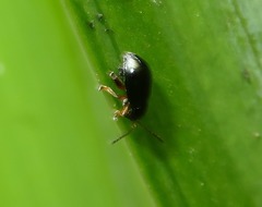 Aphthona nonstriata