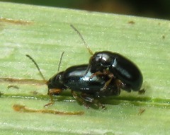 Aphthona nonstriata