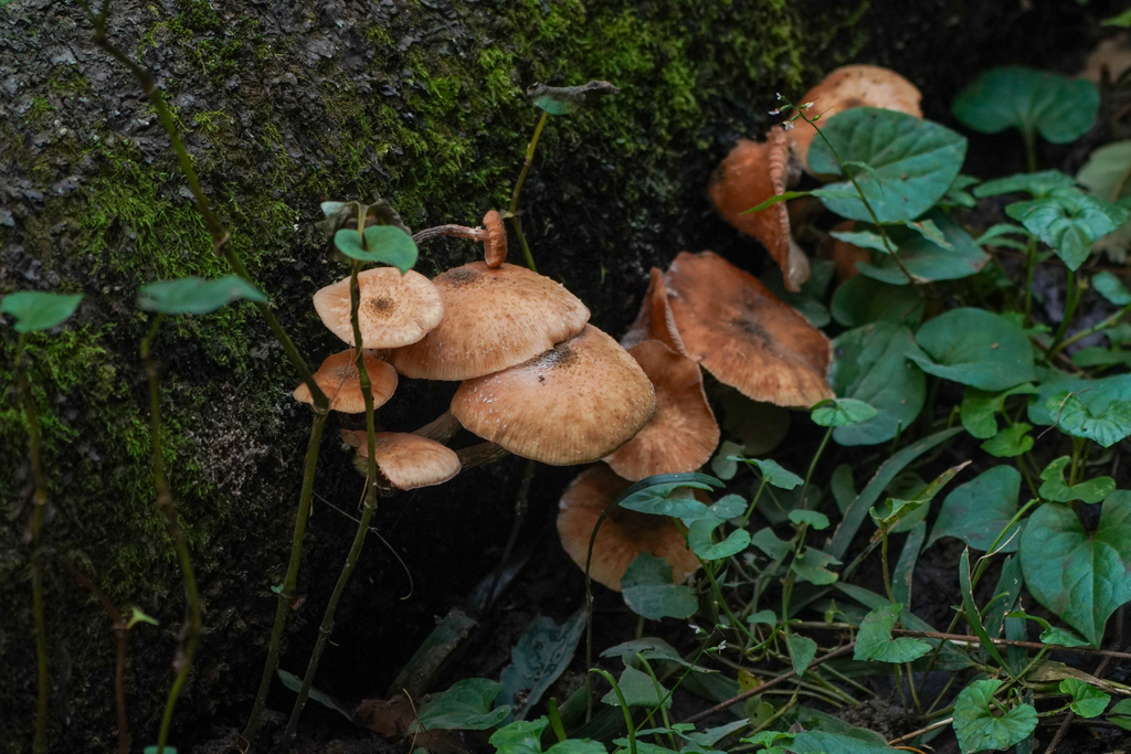 Armillaria · October 2024 · photo: © tbc_watanabe (iNaturalist, cc-by)