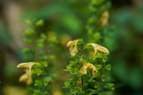 Image of Salvia nipponica by (c) WATANABE Hitoshi 渡辺仁, some rights reserved (CC BY)
