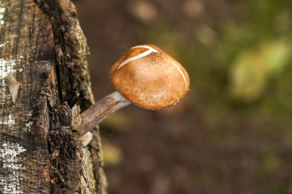Armillaria · October 2024 · photo: © tbc_watanabe (iNaturalist, cc-by)