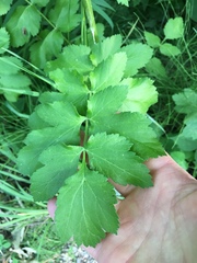 Pastinaca