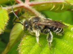 Macropis europaea